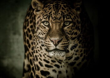 Frontansicht eines Leoparden