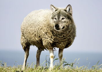Wolf im Schafspelz